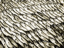 fisch-dsc06641
