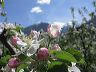 apfelblueten.img_0354
