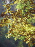 herbst.dsc05615