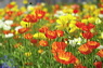 mohn.pict2147